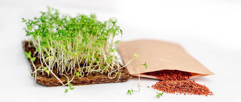 graines de lin recette